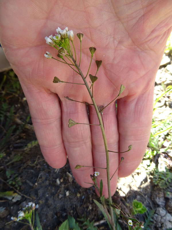 Capsella bursa-pastoris / Borsapastore comune